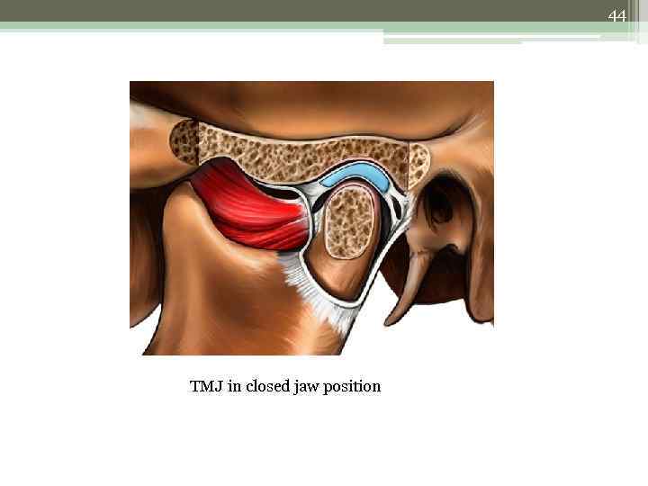 44 TMJ in closed jaw position 