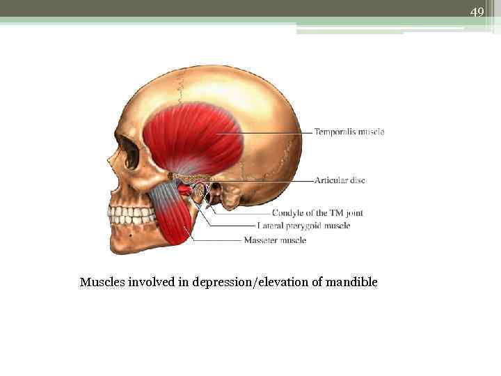 49 Muscles involved in depression/elevation of mandible 