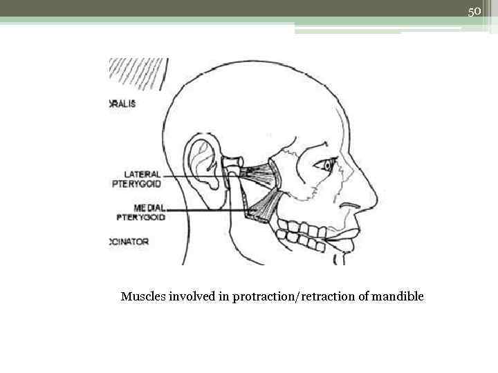 50 Muscles involved in protraction/retraction of mandible 