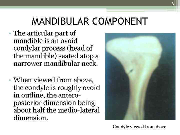 6 MANDIBULAR COMPONENT • The articular part of mandible is an ovoid condylar process