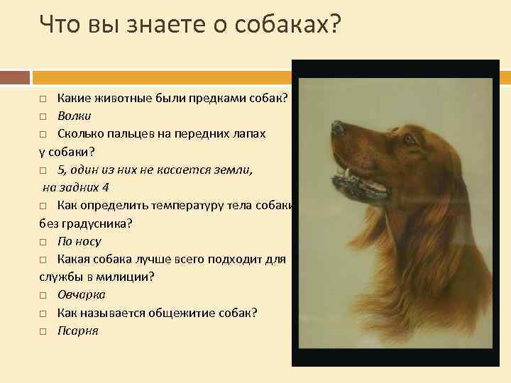 Что вы знаете о собаках? Какие животные были предками собак? Волки Сколько пальцев на