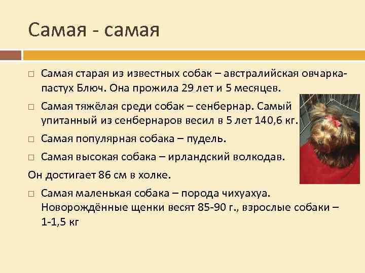 Самая - самая Самая старая из известных собак – австралийская овчаркапастух Блюч. Она прожила