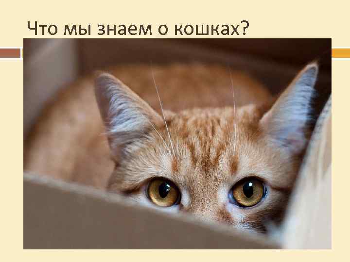 Что мы знаем о кошках? Сколько лет живут кошки? От 12 до 20 лет