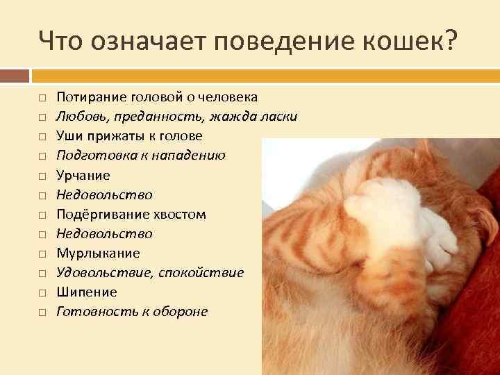 Что означает поведение кошек? Потирание головой о человека Любовь, преданность, жажда ласки Уши прижаты