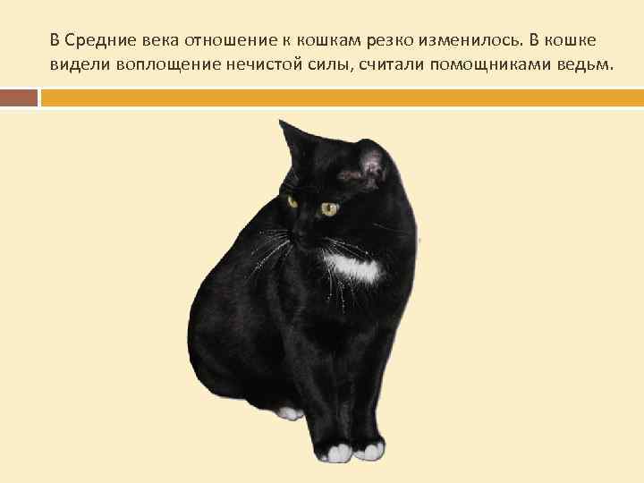 В Средние века отношение к кошкам резко изменилось. В кошке видели воплощение нечистой силы,