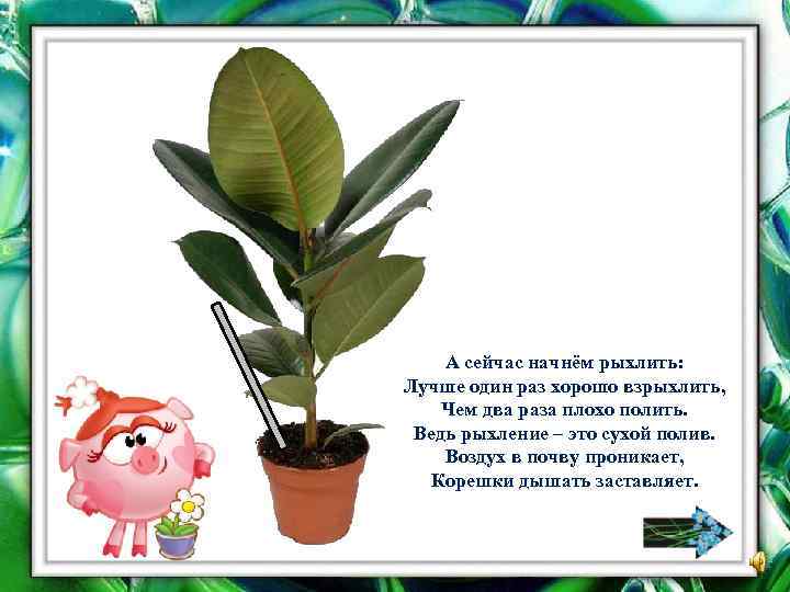А сейчас начнём рыхлить: Лучше один раз хорошо взрыхлить, Чем два раза плохо полить.