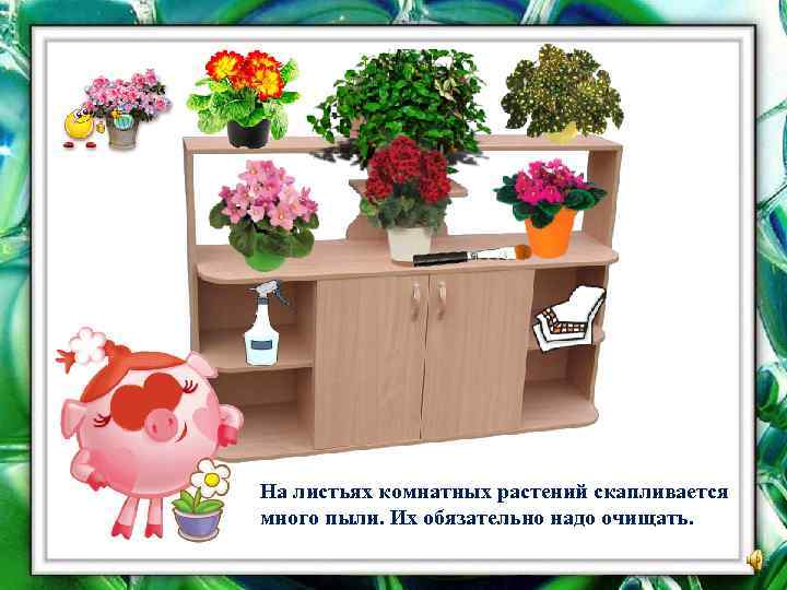 На листьях комнатных растений скапливается много пыли. Их обязательно надо очищать. 