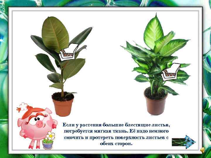 Если у растения большие блестящие листья, потребуется мягкая ткань. Её надо немного смочить и