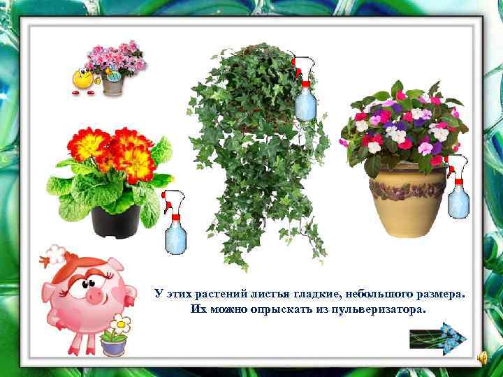 У этих растений листья гладкие, небольшого размера. Их можно опрыскать из пульверизатора. 