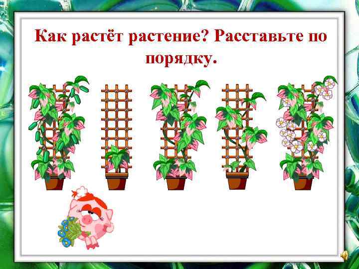 Как растёт растение? Расставьте по порядку. 
