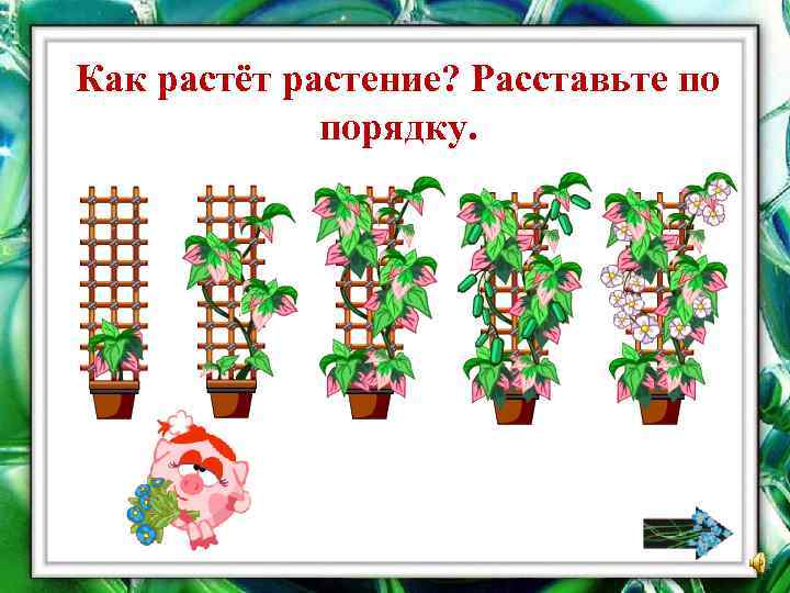 Как растёт растение? Расставьте по порядку. 