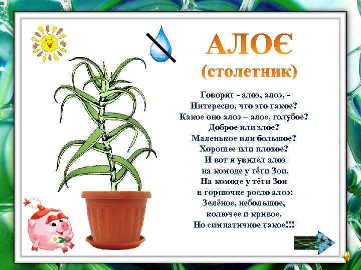 Говорят - алоэ, Интересно, что это такое? Какое оно алоэ – алое, голубое? Доброе