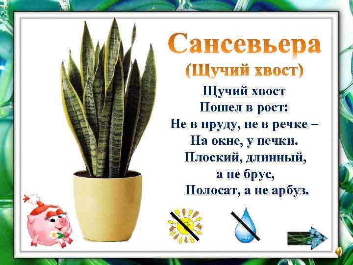 Щучий хвост Пошел в рост: Не в пруду, не в речке – На окне,