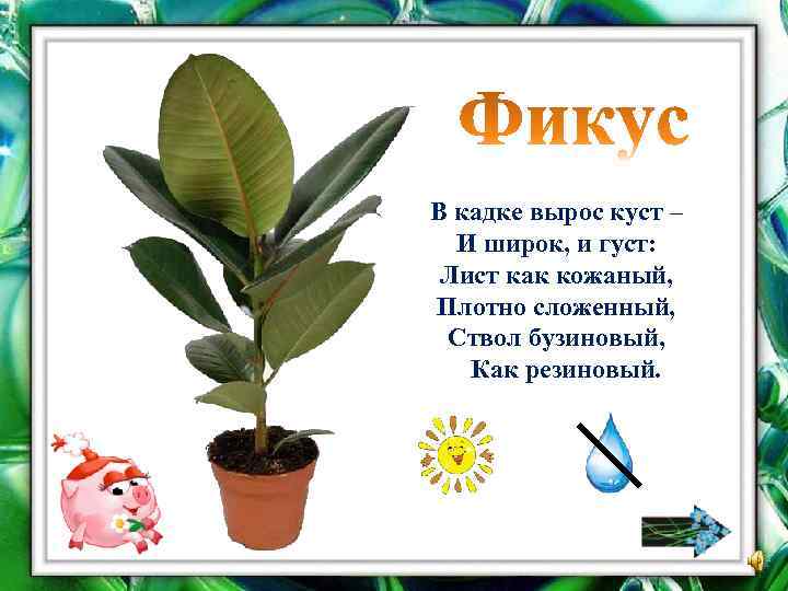 В кадке вырос куст – И широк, и густ: Лист как кожаный, Плотно сложенный,