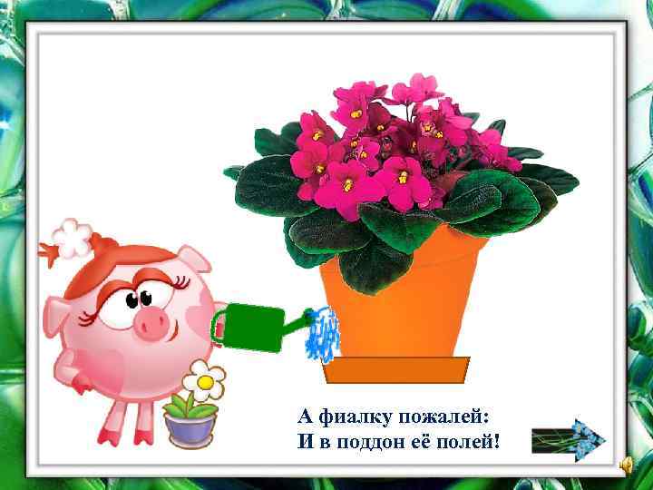 А фиалку пожалей: И в поддон её полей! 