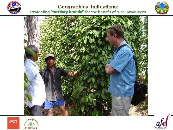 Geographical Indications: Protecting “territory brands” for the benefit of rural producers 