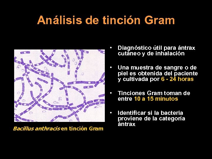 Análisis de tinción Gram • Diagnóstico útil para ántrax cutáneo y de inhalación •