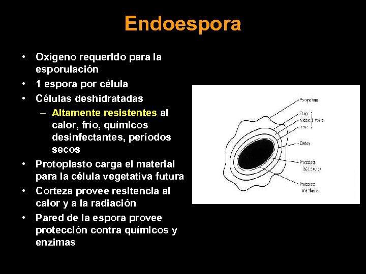 Endoespora • Oxígeno requerido para la esporulación • 1 espora por célula • Células