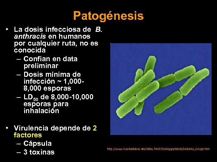 Patogénesis • La dosis infecciosa de B. anthracis en humanos por cualquier ruta, no