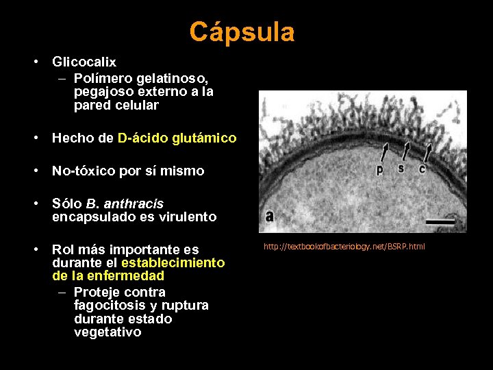 Cápsula • Glicocalix – Polímero gelatinoso, pegajoso externo a la pared celular • Hecho