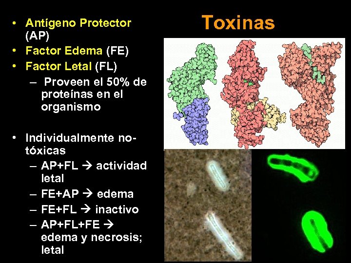  • Antígeno Protector (AP) • Factor Edema (FE) • Factor Letal (FL) –