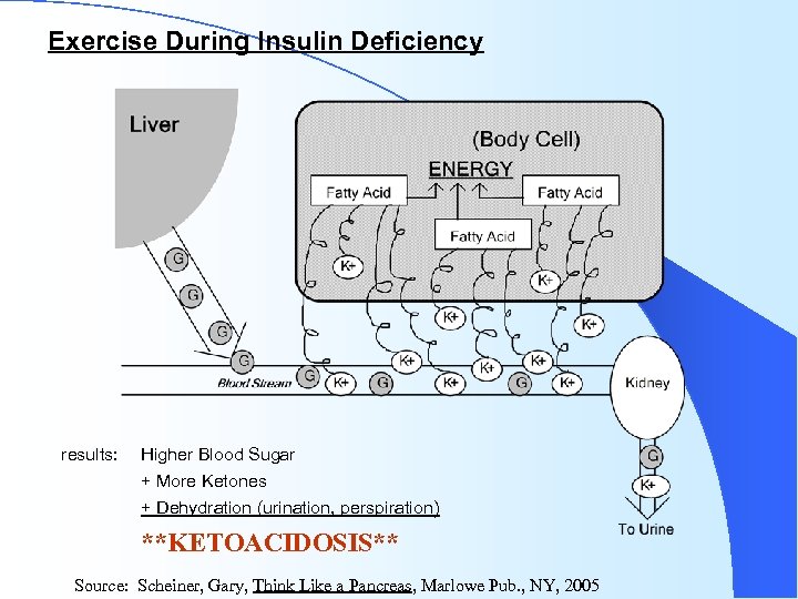  Exercise During Insulin Deficiency results: Higher Blood Sugar + More Ketones + Dehydration