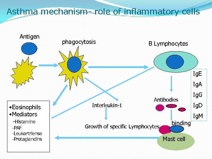 Asthma mechanism- role of inflammatory cells Antigen phagocytosis B Lymphocytes Cell to cell contact