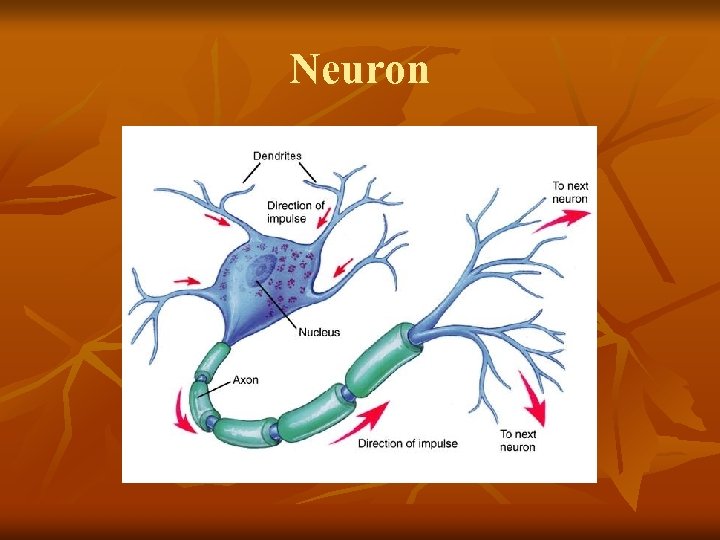 Neuron 