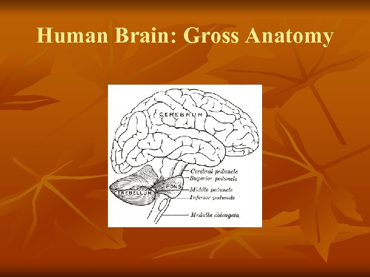 Human Brain: Gross Anatomy 