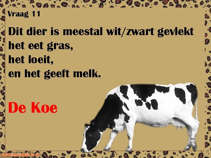 Vraag 11 Dit dier is meestal wit/zwart gevlekt het eet gras, het loeit, en