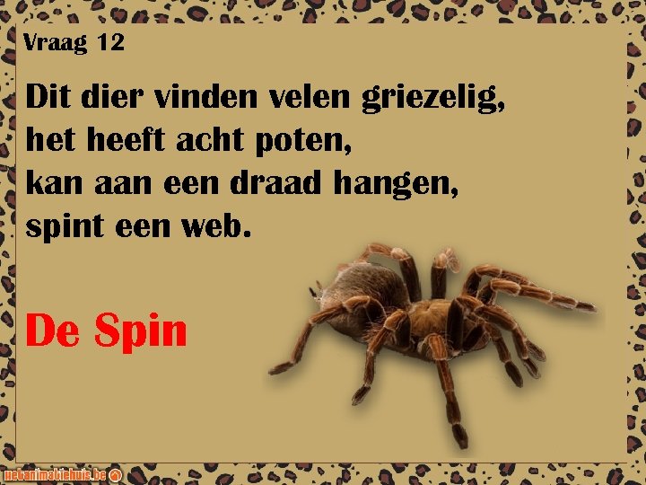 Vraag 12 Dit dier vinden velen griezelig, het heeft acht poten, kan aan een