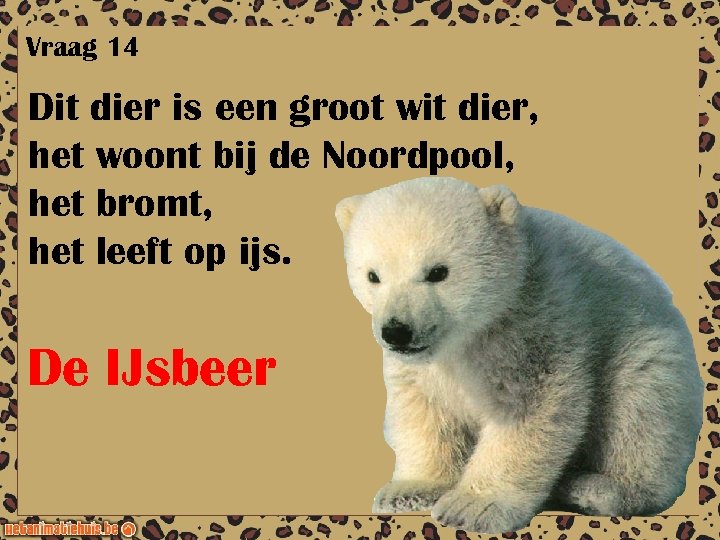 Vraag 14 Dit dier is een groot wit dier, het woont bij de Noordpool,