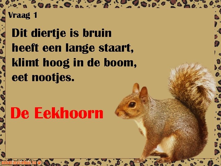 Vraag 1 Dit diertje is bruin heeft een lange staart, klimt hoog in de
