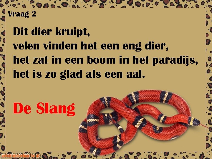 Vraag 2 Dit dier kruipt, velen vinden het een eng dier, het zat in