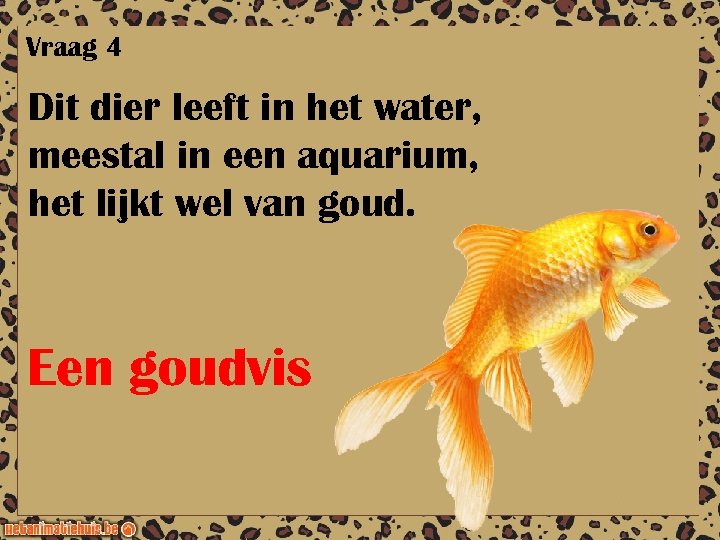 Vraag 4 Dit dier leeft in het water, meestal in een aquarium, het lijkt