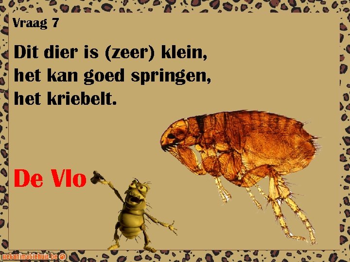 Vraag 7 Dit dier is (zeer) klein, het kan goed springen, het kriebelt. De