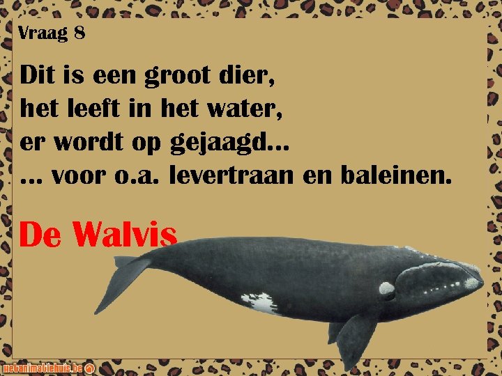 Vraag 8 Dit is een groot dier, het leeft in het water, er wordt