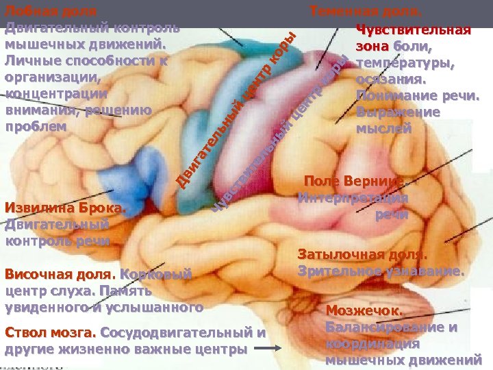 Извилина Брока. Двигательный контроль речи Теменная доля. Чувствительная зона боли, температуры, осязания. Понимание речи.