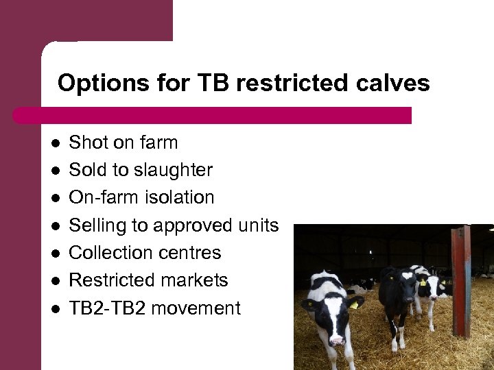 Options for TB restricted calves l l l l Shot on farm Sold to