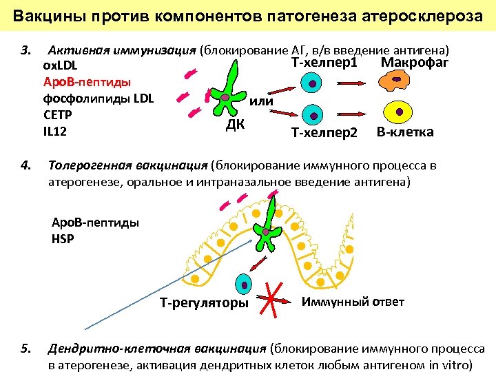 Вакцины против компонентов патогенеза атеросклероза 3. 4. Активная иммунизация (блокирование АГ, в/в введение антигена)