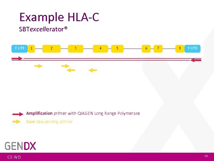 Example HLA-C SBTexcellerator® Amplification primer with QIAGEN Long Range Polymerase Core Sequencing primer CE-IVD