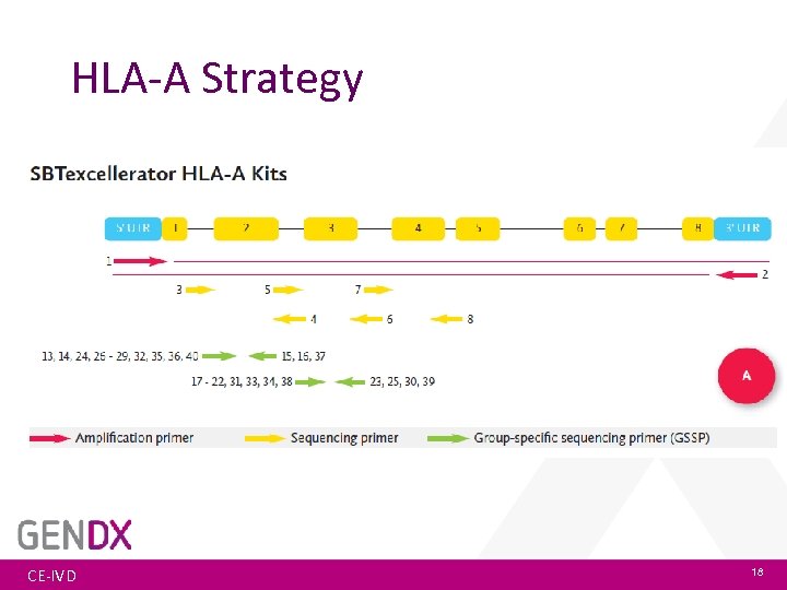 HLA-A Strategy CE-IVD 18 