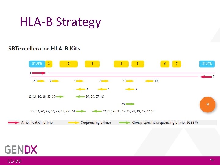 HLA-B Strategy CE-IVD 19 