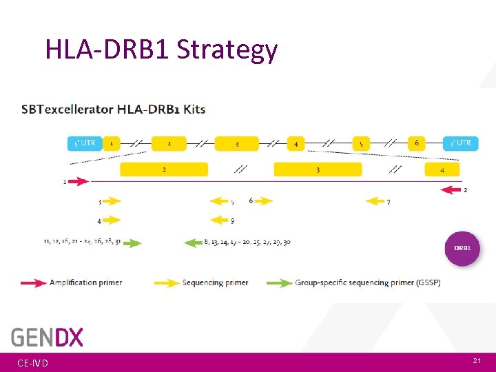 HLA-DRB 1 Strategy CE-IVD 21 