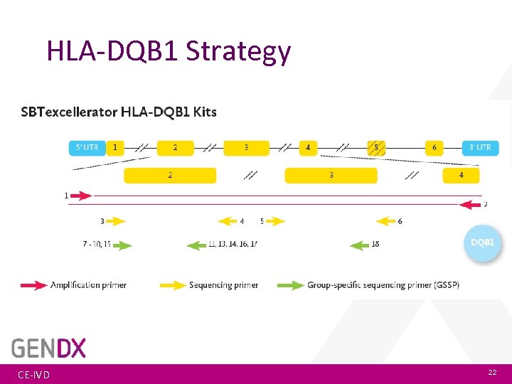 HLA-DQB 1 Strategy CE-IVD 22 