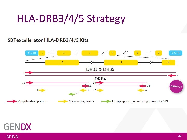 HLA-DRB 3/4/5 Strategy CE-IVD 23 