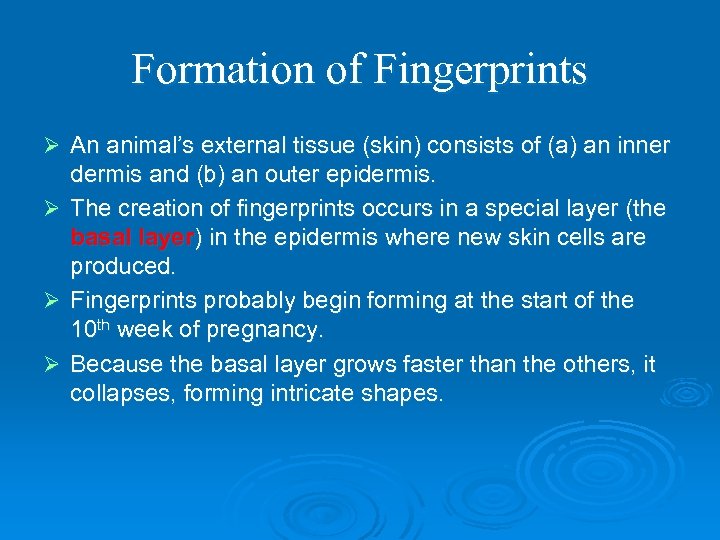 Formation of Fingerprints Ø An animal’s external tissue (skin) consists of (a) an inner