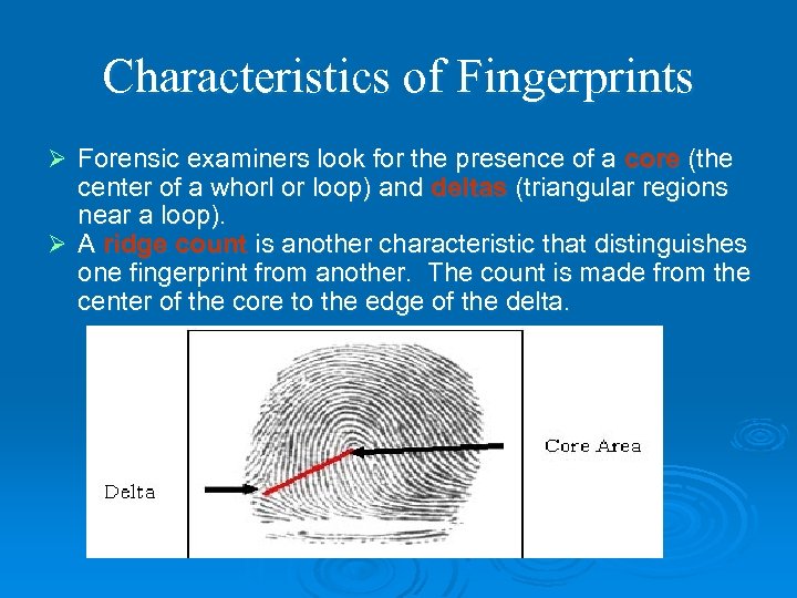 Characteristics of Fingerprints Ø Forensic examiners look for the presence of a core (the