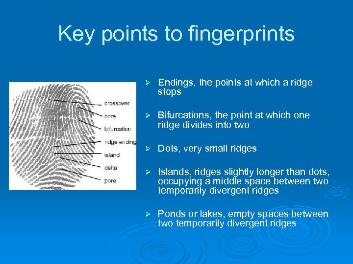 Key points to fingerprints Ø Endings, the points at which a ridge stops Ø