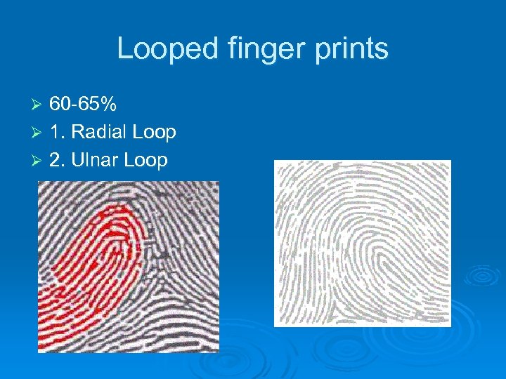 Looped finger prints 60 -65% Ø 1. Radial Loop Ø 2. Ulnar Loop Ø